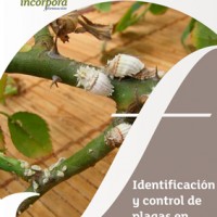 Identificación y control de plagas en jardines